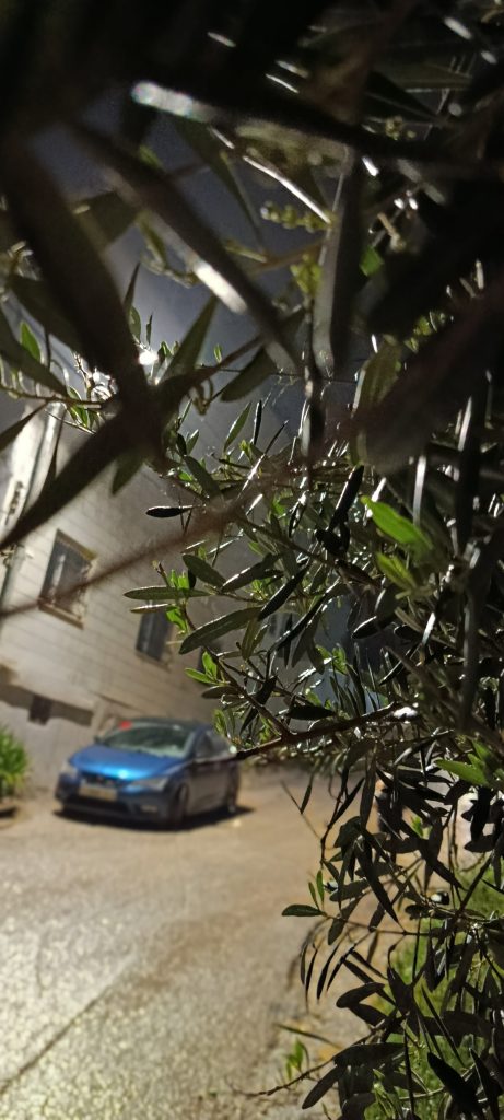 في ليالي فبراير بين أغصان الشجر